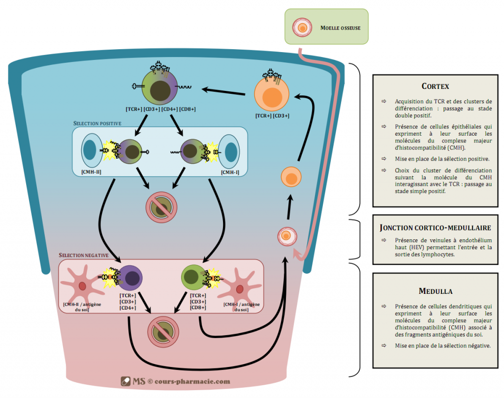 Les Lymphocytes T - Cours Pharmacie