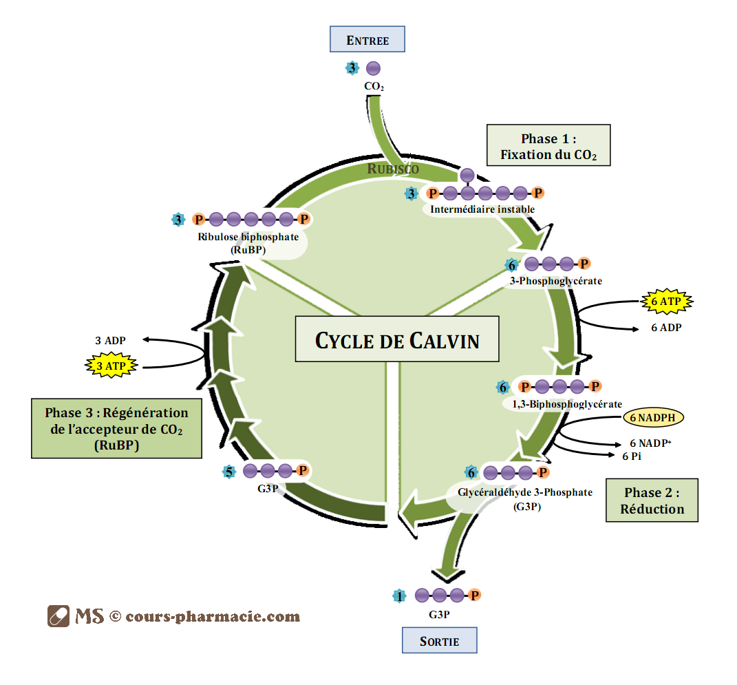 Calvin Cycle Pathway